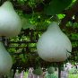 Lagenaria Siceraria, White-flowered Gourd Seed 200 PCS, Bottle Gourd Hulu Piao