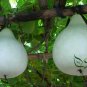 Lagenaria Siceraria, White-flowered Gourd Seed 200 PCS, Bottle Gourd Hulu Piao