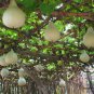 Lagenaria Siceraria, White-flowered Gourd Seed 200 PCS, Bottle Gourd Hulu Piao