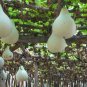 Lagenaria Siceraria, White-flowered Gourd Seed 200 PCS, Bottle Gourd Hulu Piao