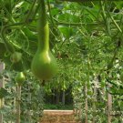 Lagenaria Siceraria, Bottle Gourd Seed 200 PCS, Long Melon Chang Bing Hulu
