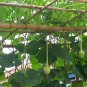 Lagenaria Siceraria, Bottle Gourd Seed 200 PCS, Long Melon Chang Bing Hulu