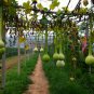 Lagenaria Siceraria, Bottle Gourd Seed 200 PCS, Long Melon Chang Bing Hulu