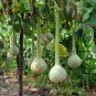 Lagenaria Siceraria, Bottle Gourd Seed 200 PCS, Long Melon Chang Bing Hulu