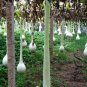 Lagenaria Siceraria, Bottle Gourd Seed 200 PCS, Long Melon Chang Bing Hulu