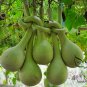Lagenaria Siceraria, Bottle Gourd Seed 200 PCS, Long Melon Chang Bing Hulu