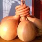 Lagenaria Siceraria, Bottle Gourd Seed 200 PCS, Long Melon Chang Bing Hulu