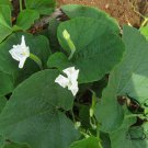 Lagenaria Siceraria, Bottle Gourd Seed 200 PCS, Common Calabash Hu Zi Gua