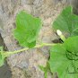 Lagenaria Siceraria, Bottle Gourd Seed 200 PCS, Common Calabash Hu Zi Gua