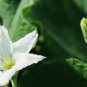 Lagenaria Siceraria, Bottle Gourd Seed 200 PCS, Common Calabash Hu Zi Gua