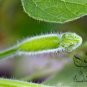 Lagenaria Siceraria, Bottle Gourd Seed 200 PCS, Common Calabash Hu Zi Gua