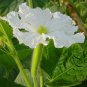Lagenaria Siceraria, Bottle Gourd Seed 200 PCS, Common Calabash Hu Zi Gua