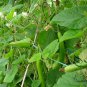 Lagenaria Siceraria, Bottle Gourd Seed 200 PCS, Common Calabash Hu Zi Gua