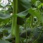 Lagenaria Siceraria, Bottle Gourd Seed 200 PCS, Common Calabash Hu Zi Gua