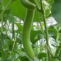 Lagenaria Siceraria, Bottle Gourd Seed 200 PCS, Common Calabash Hu Zi Gua