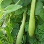 Lagenaria Siceraria, Bottle Gourd Seed 200 PCS, Common Calabash Hu Zi Gua