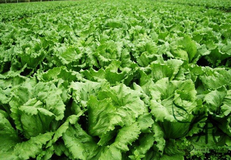 Lactuca Sativa, Lceberg Lettuce Seed 5000 PCS, Jie Qiu Sheng Cai