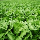 Lactuca Sativa, Lceberg Lettuce Seed 5000 PCS, Jie Qiu Sheng Cai