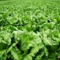 Lactuca Sativa, Lceberg Lettuce Seed 5000 PCS, Jie Qiu Sheng Cai