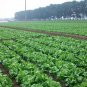 Lactuca Sativa, Lceberg Lettuce Seed 5000 PCS, Jie Qiu Sheng Cai