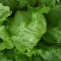 Lactuca Sativa, Lceberg Lettuce Seed 5000 PCS, Jie Qiu Sheng Cai