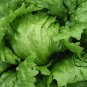 Lactuca Sativa, Lceberg Lettuce Seed 5000 PCS, Jie Qiu Sheng Cai