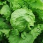 Lactuca Sativa, Lceberg Lettuce Seed 5000 PCS, Jie Qiu Sheng Cai