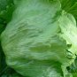 Lactuca Sativa, Lceberg Lettuce Seed 5000 PCS, Jie Qiu Sheng Cai