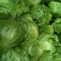 Lactuca Sativa, Lceberg Lettuce Seed 5000 PCS, Jie Qiu Sheng Cai