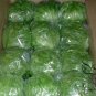Lactuca Sativa, Lceberg Lettuce Seed 5000 PCS, Jie Qiu Sheng Cai
