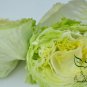 Lactuca Sativa, Lceberg Lettuce Seed 5000 PCS, Jie Qiu Sheng Cai