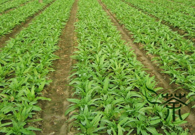 Lactuca Sativa, Compositae Lactuca Seed 5000 PCS, Lettuce Bai Pi Wo Ju
