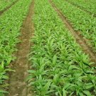 Lactuca Sativa, Compositae Lactuca Seed 5000 PCS, Lettuce Bai Pi Wo Ju