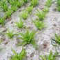 Lactuca Sativa, Compositae Lactuca Seed 5000 PCS, Lettuce Bai Pi Wo Ju