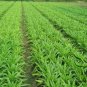 Lactuca Sativa, Compositae Lactuca Seed 5000 PCS, Lettuce Bai Pi Wo Ju