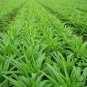 Lactuca Sativa, Compositae Lactuca Seed 5000 PCS, Lettuce Bai Pi Wo Ju