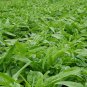 Lactuca Sativa, Compositae Lactuca Seed 5000 PCS, Lettuce Bai Pi Wo Ju