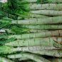 Lactuca Sativa, Compositae Lactuca Seed 5000 PCS, Lettuce Bai Pi Wo Ju