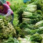Lactuca Sativa, Compositae Lactuca Seed 5000 PCS, Lettuce Bai Pi Wo Ju