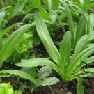 Lactuca Sativa, Common Lactuca Seed 5000 PCS, Lettuce You Mai Cai