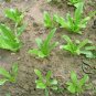 Lactuca Sativa, Common Lactuca Seed 5000 PCS, Lettuce You Mai Cai