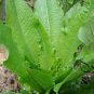 Lactuca Sativa, Common Lactuca Seed 5000 PCS, Lettuce You Mai Cai