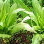 Lactuca Sativa, Common Lactuca Seed 5000 PCS, Lettuce You Mai Cai