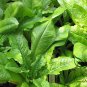 Lactuca Sativa, Common Lactuca Seed 5000 PCS, Lettuce You Mai Cai
