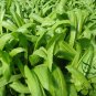 Lactuca Sativa, Common Lactuca Seed 5000 PCS, Lettuce You Mai Cai
