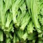 Lactuca Sativa, Common Lactuca Seed 5000 PCS, Lettuce You Mai Cai