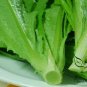 Lactuca Sativa, Common Lactuca Seed 5000 PCS, Lettuce You Mai Cai