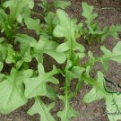 Ixeris Sonchifolia, Broadleaf Forbs Seed 5000 PCS, Ku Mai Cai