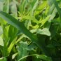 Ixeris Sonchifolia, Broadleaf Forbs Seed 5000 PCS, Ku Mai Cai