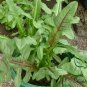 Ixeris Sonchifolia, Broadleaf Forbs Seed 5000 PCS, Ku Mai Cai